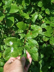 Oglethorpe oak (Quercus oglethorpensis)