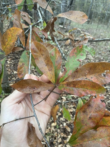 Oglethorpe oak (Quercus oglethorpensis)