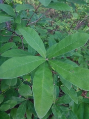 Oglethorpe oak (Quercus oglethorpensis)