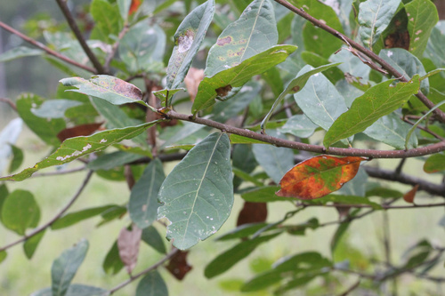 Oglethorpe oak (Quercus oglethorpensis)
