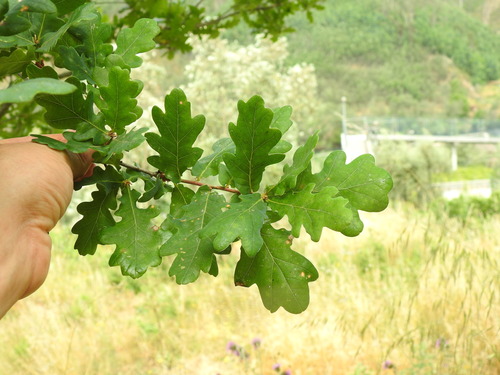 Quercus orocantabrica (Quercus orocantabrica)