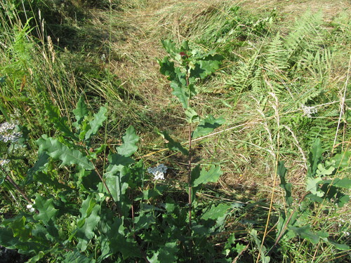 Quercus orocantabrica (Quercus orocantabrica)