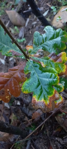 Quercus orocantabrica (Quercus orocantabrica)
