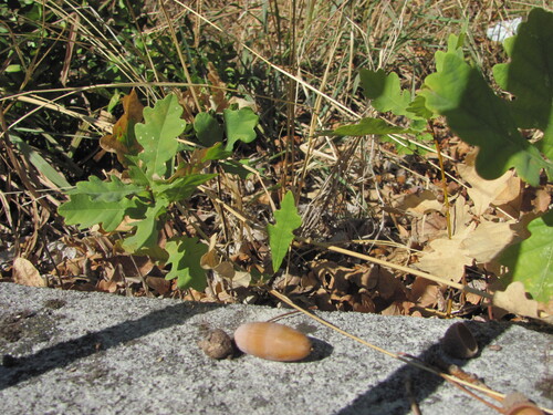 Quercus orocantabrica (Quercus orocantabrica)