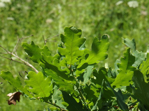 Quercus orocantabrica (Quercus orocantabrica)