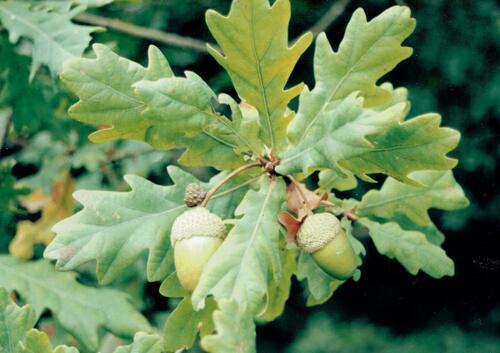 Quercus orocantabrica (Quercus orocantabrica)