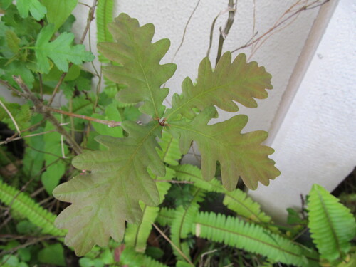 Quercus orocantabrica (Quercus orocantabrica)