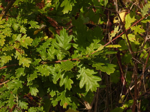 Quercus orocantabrica (Quercus orocantabrica)