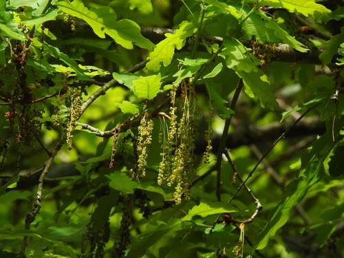 Quercus orocantabrica (Quercus orocantabrica)
