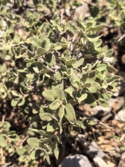 Quercus oyamae (Quercus oyamae)