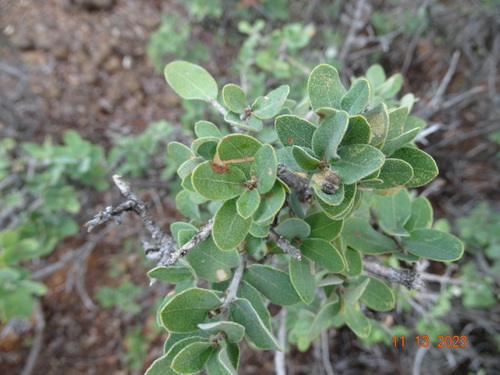Quercus oyamae (Quercus oyamae)