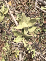 Quercus oyamae (Quercus oyamae)