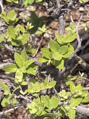 Quercus oyamae (Quercus oyamae)