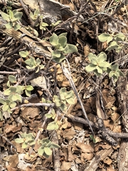 Quercus oyamae (Quercus oyamae)