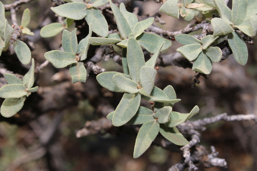 Quercus oyamae (Quercus oyamae)