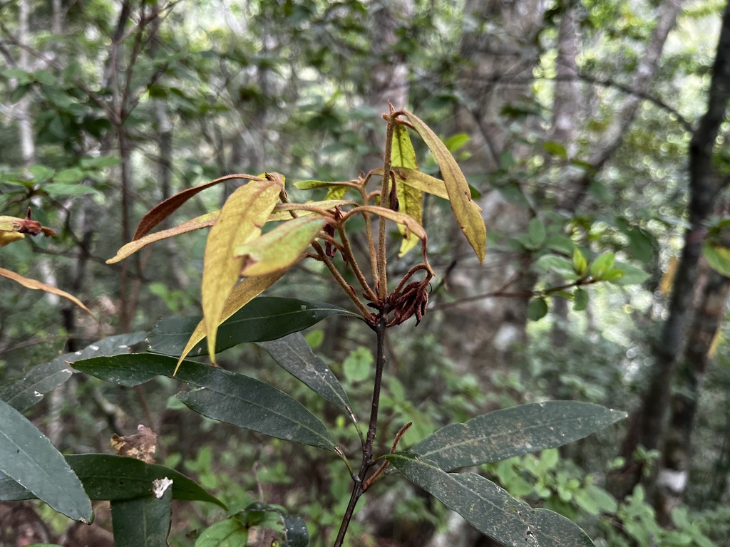 Quercus pachyloma (Quercus pachyloma)