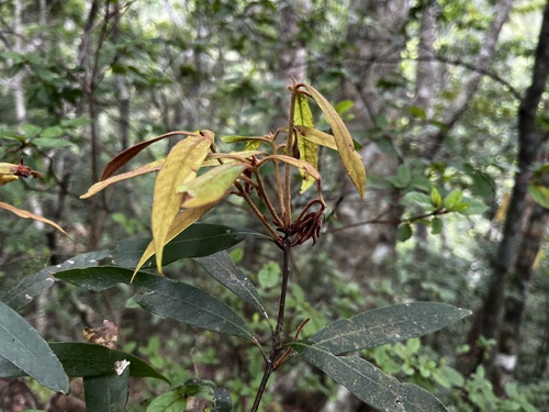 Quercus pachyloma (Quercus pachyloma)