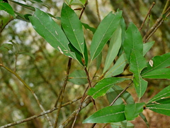 Quercus pachyloma (Quercus pachyloma)