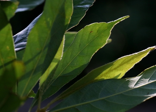 Quercus pachyloma (Quercus pachyloma)