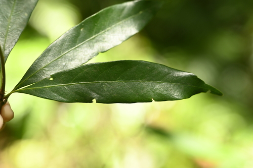 Quercus pachyloma (Quercus pachyloma)