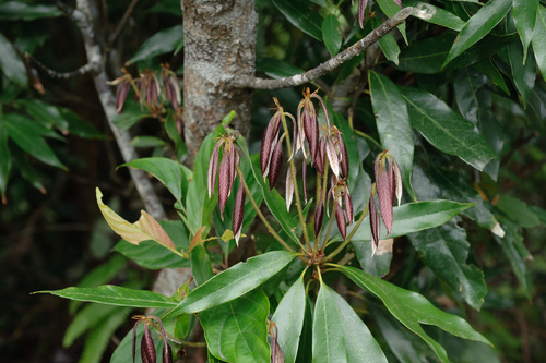 Quercus pachyloma (Quercus pachyloma)