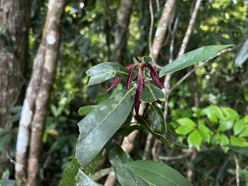 Quercus pachyloma (Quercus pachyloma)