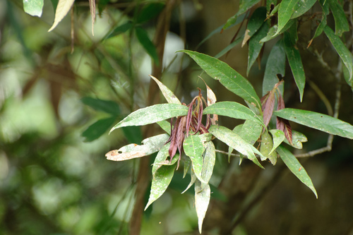 Quercus pachyloma (Quercus pachyloma)