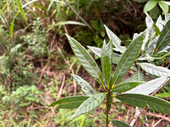 Quercus pachyloma (Quercus pachyloma)