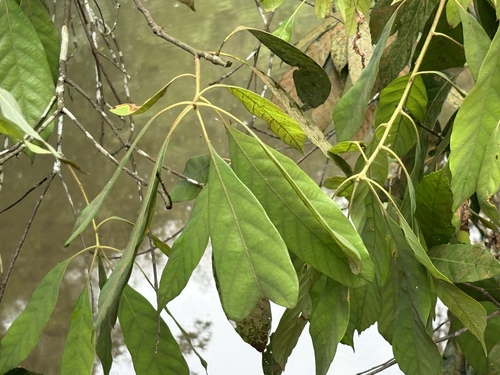 Quercus pachyloma (Quercus pachyloma)