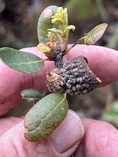 Channel Island scrub oak (Quercus pacifica)