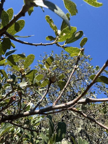 Channel Island scrub oak (Quercus pacifica)