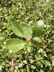 Channel Island scrub oak (Quercus pacifica)