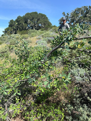 Channel Island scrub oak (Quercus pacifica)