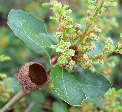 Channel Island scrub oak: Photo of Quercus pacifica at the Regional Parks Botanic Garden , Berkeley, California