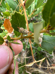 Channel Island scrub oak (Quercus pacifica)