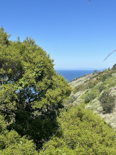 Channel Island scrub oak (Quercus pacifica)