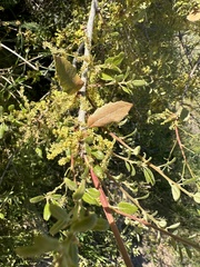Channel Island scrub oak (Quercus pacifica)