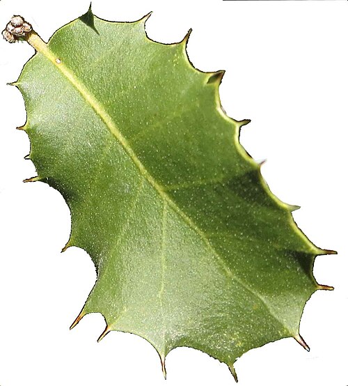 Palmer oak: Leaves of Quercus palmeri from an individual in Baja California.