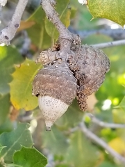 Palmer oak (Quercus palmeri)