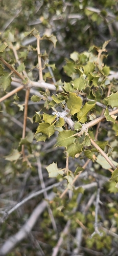 Palmer oak (Quercus palmeri)