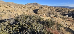 Palmer oak (Quercus palmeri)