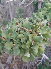Palmer oak (Quercus palmeri)