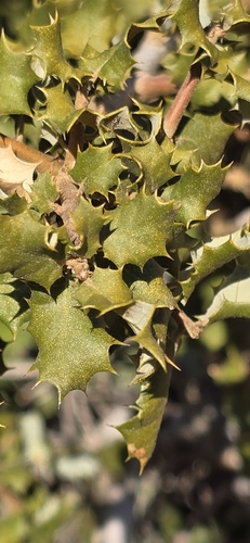Palmer oak (Quercus palmeri)