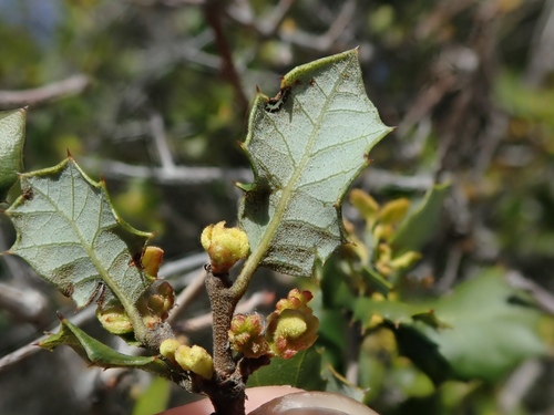 Palmer oak (Quercus palmeri)
