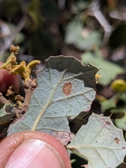 Palmer oak (Quercus palmeri)