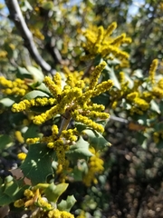 Palmer oak (Quercus palmeri)