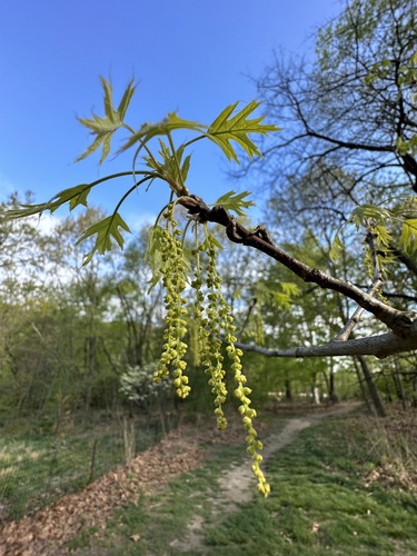 Pin oak (Quercus palustris)