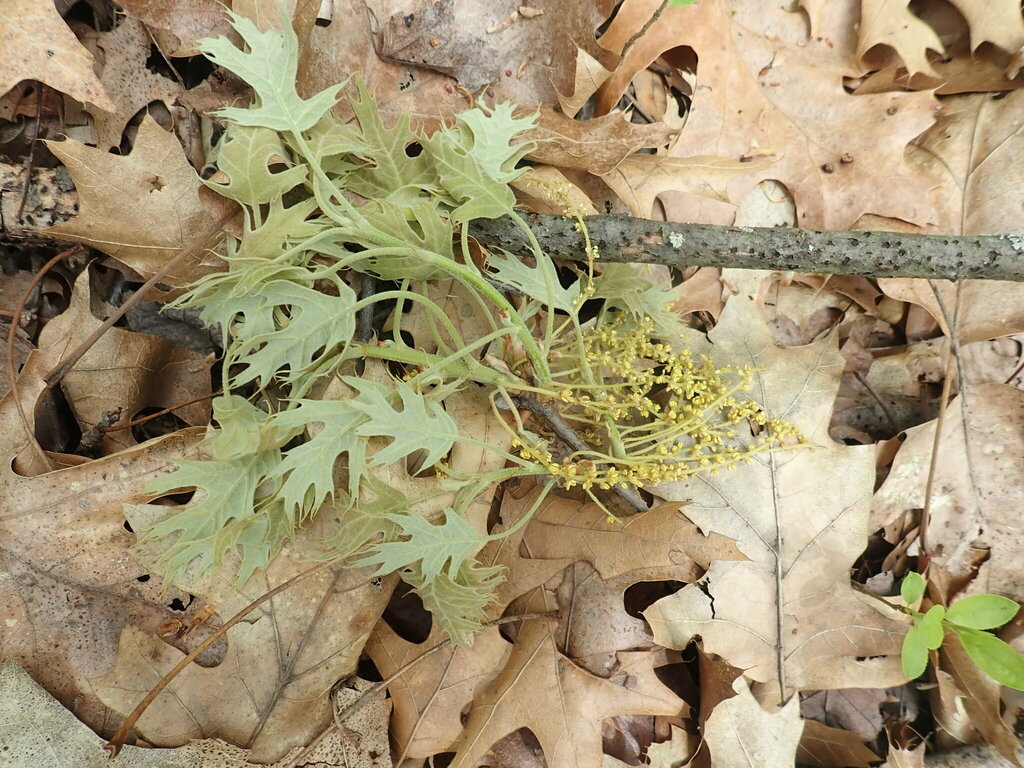 Pin oak (Quercus palustris)