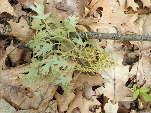 Pin oak (Quercus palustris)