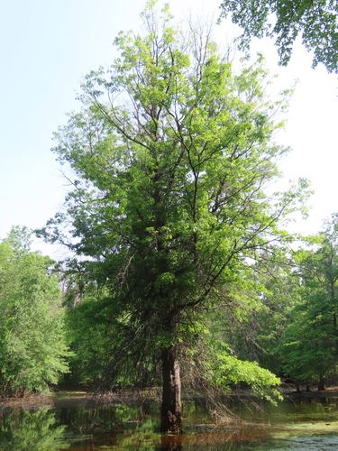 Pin oak (Quercus palustris)